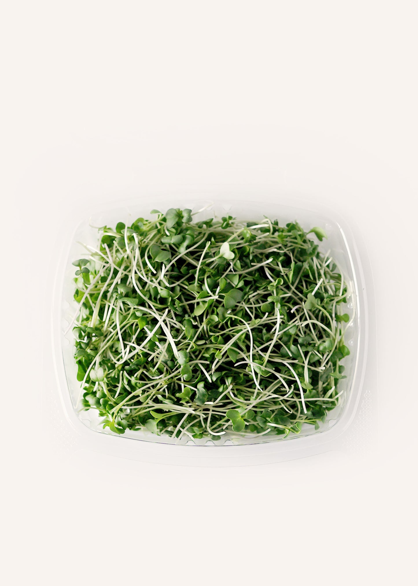 Arugula Microgreens