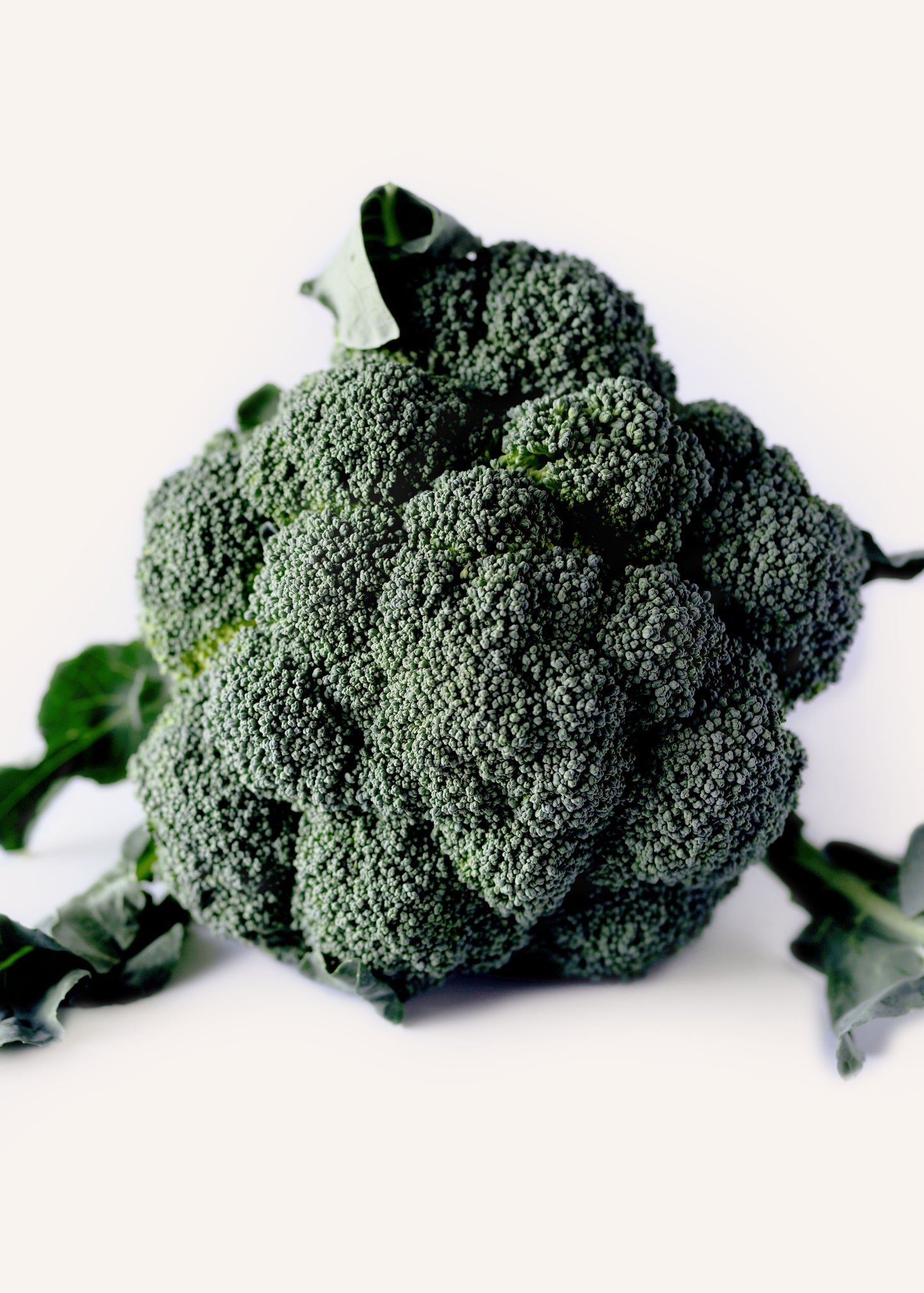 Broccoli