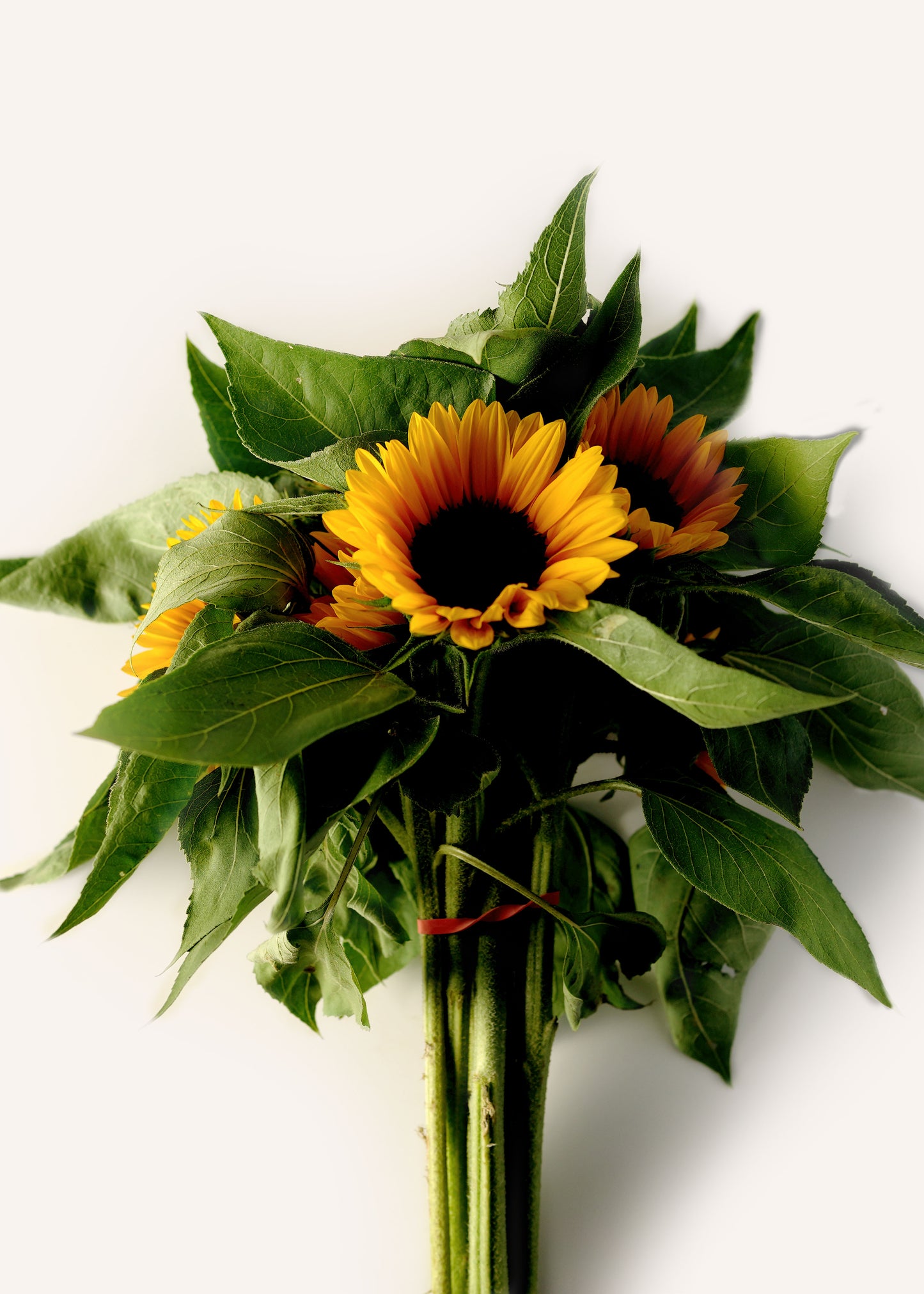 Sunflower Bunch