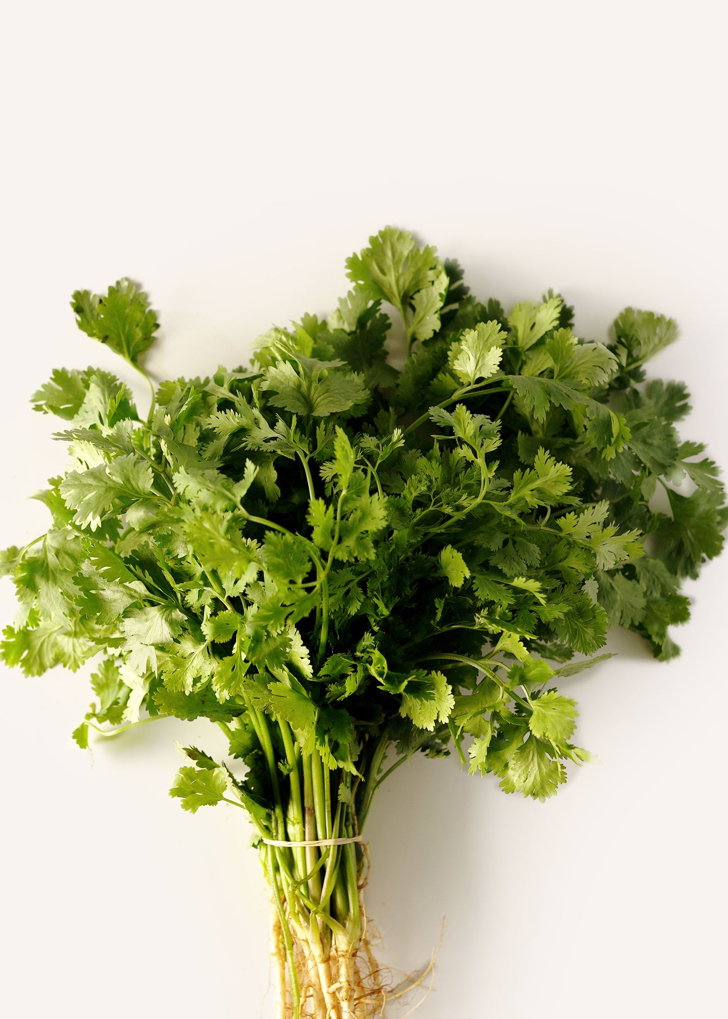 Cilantro
