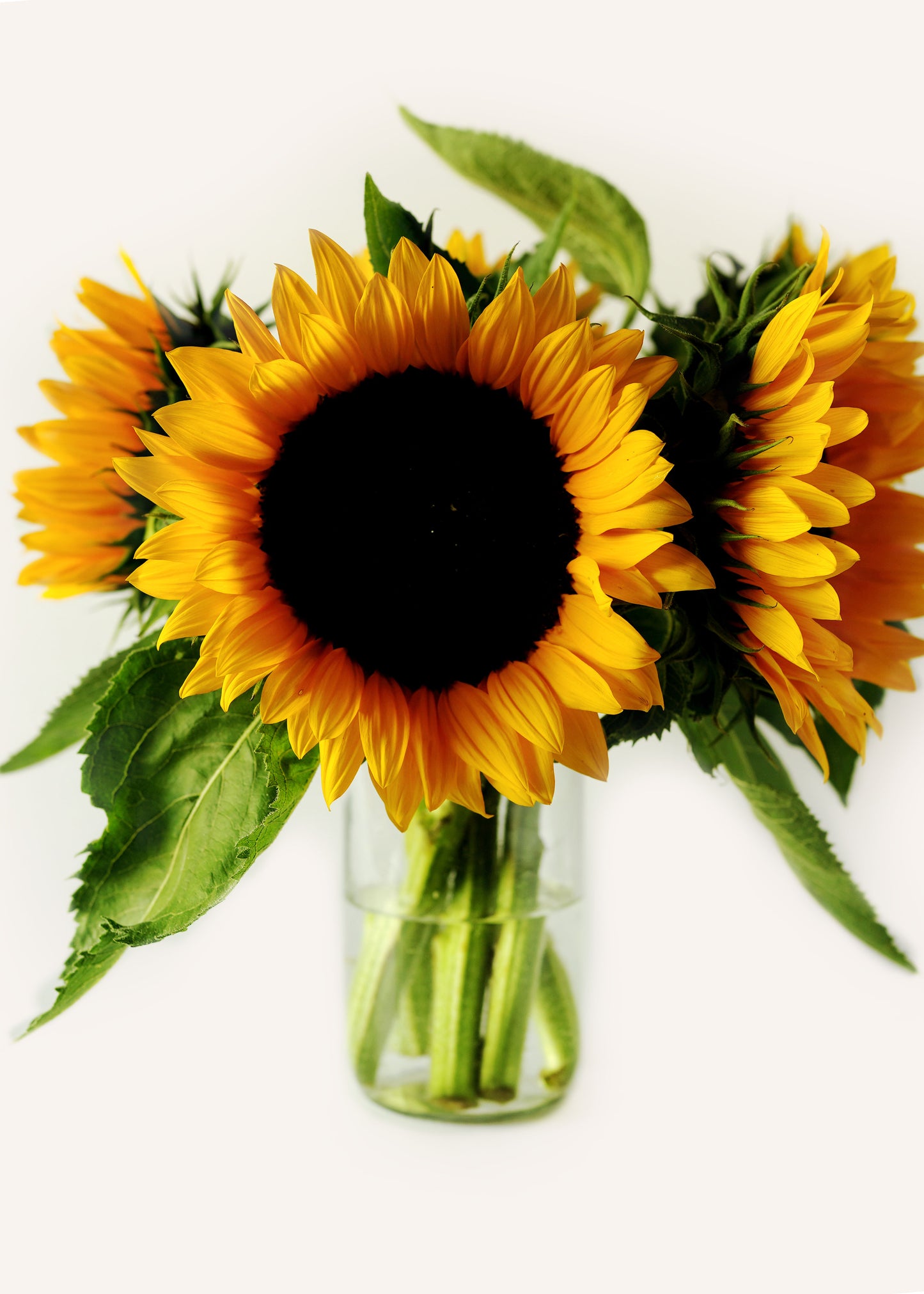 Sunflower Jar