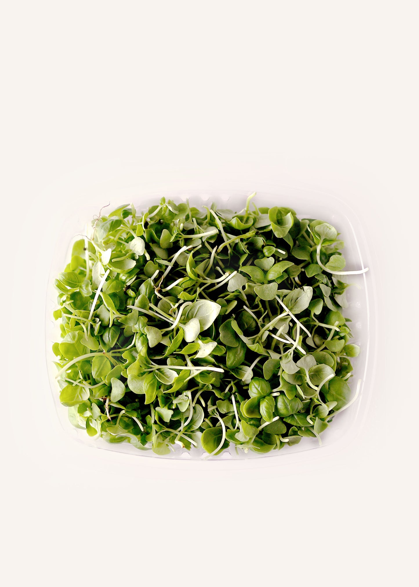 Radish Microgreens
