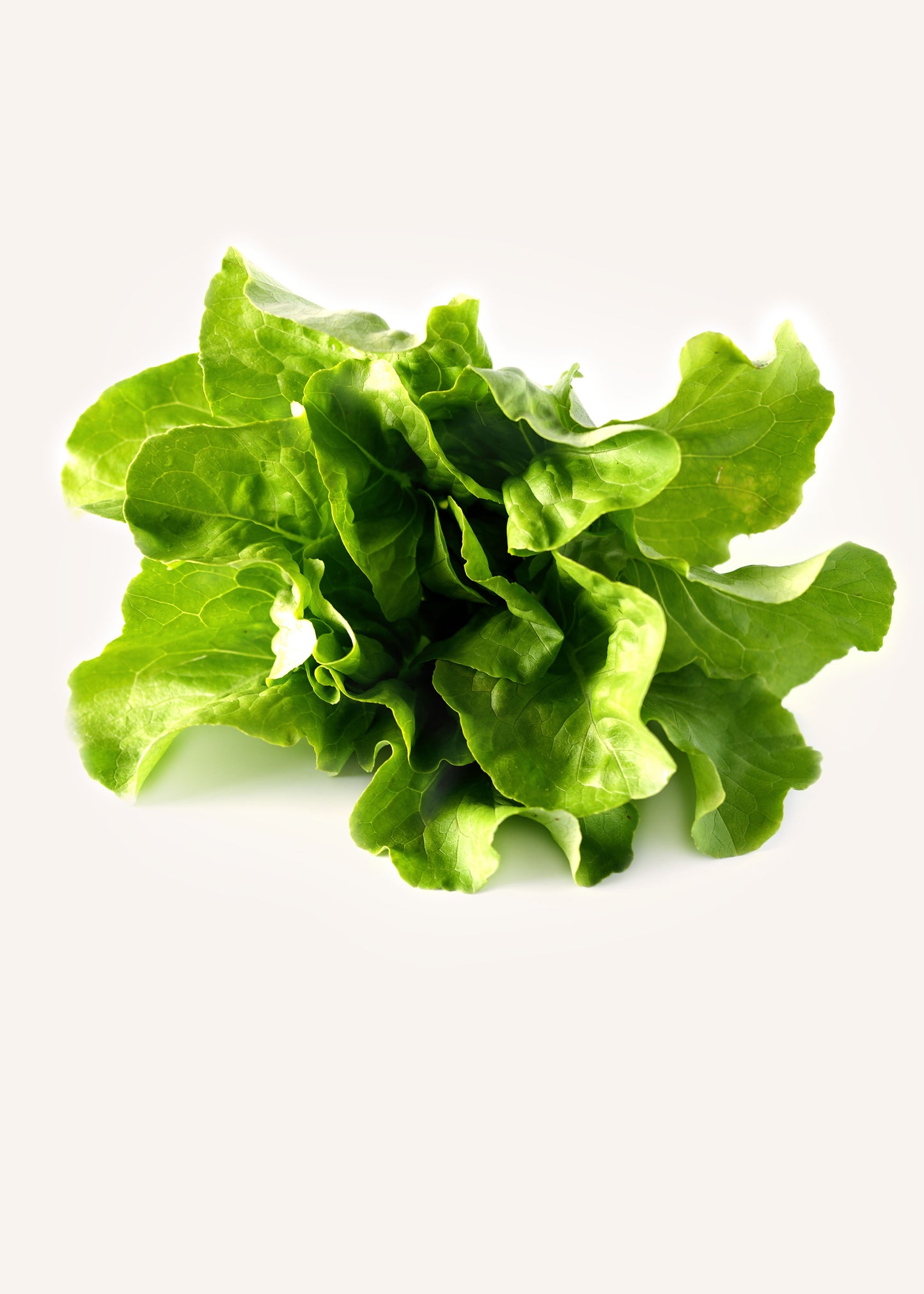 Boston Lettuce