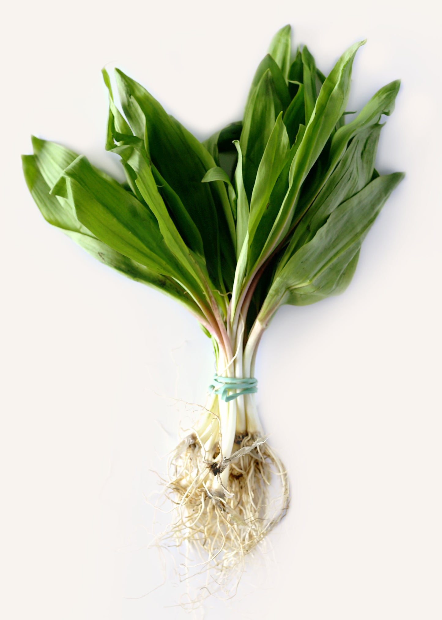 Wild Ramps