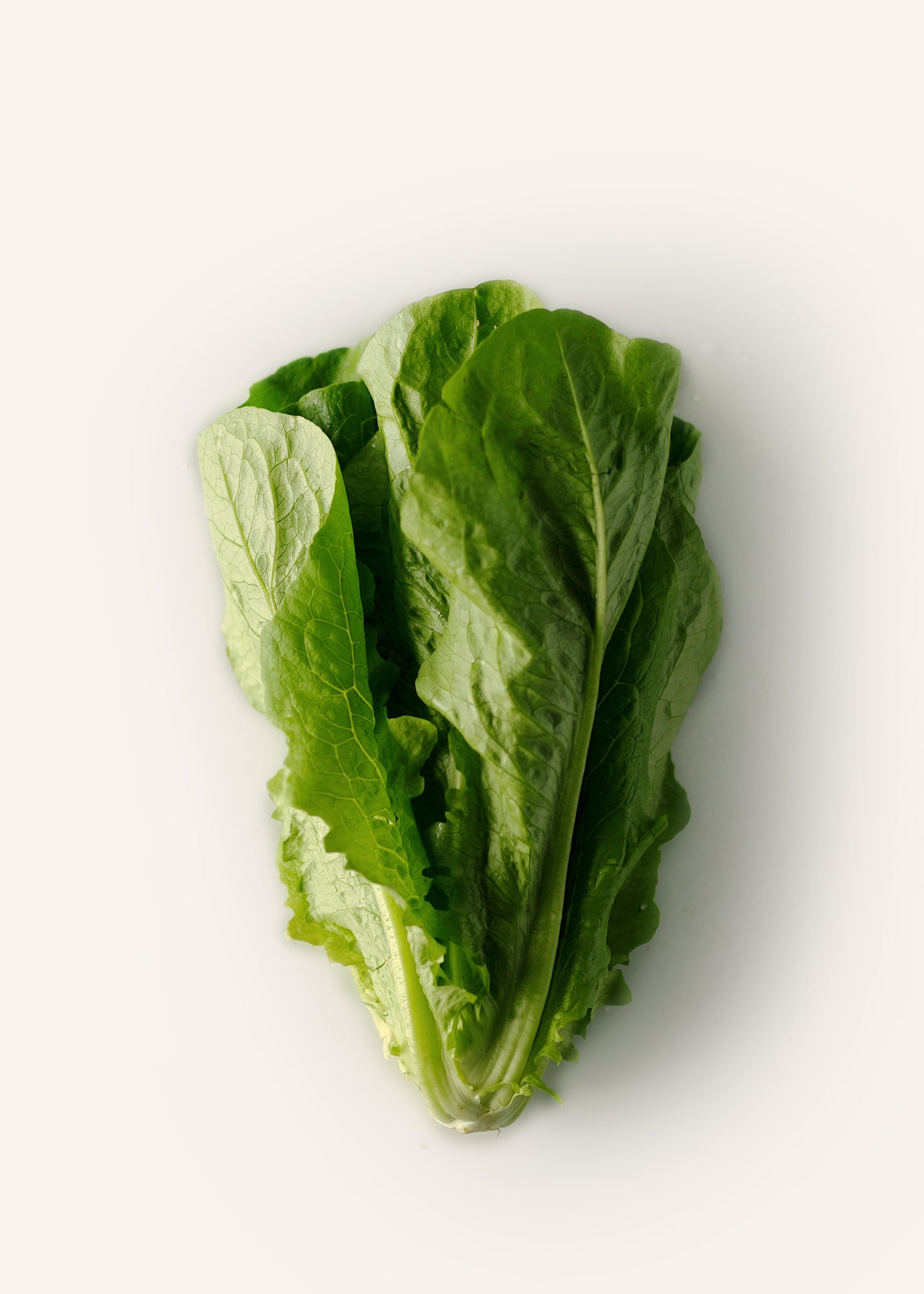 Green Romaine
