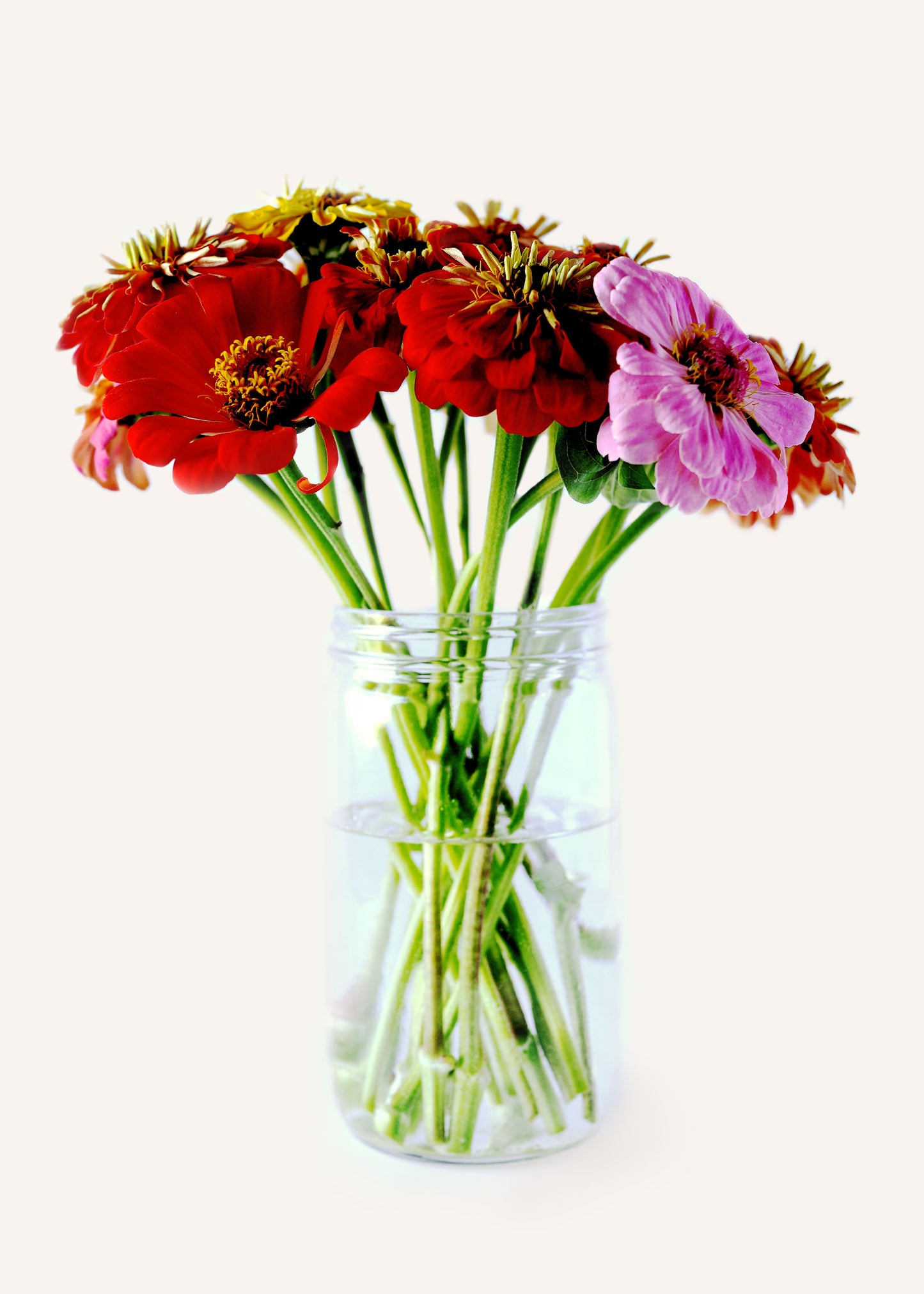Zinnias