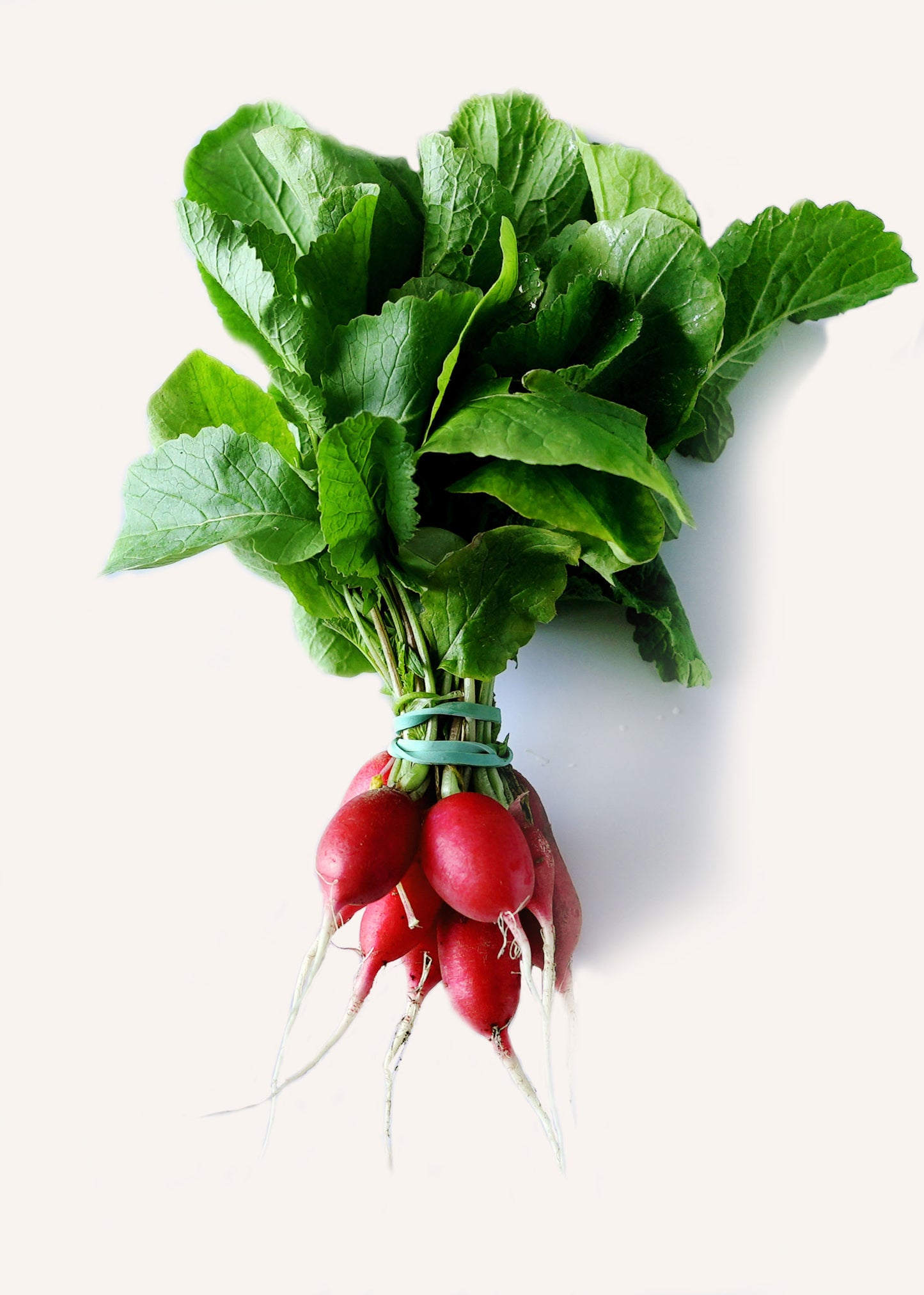 Radish