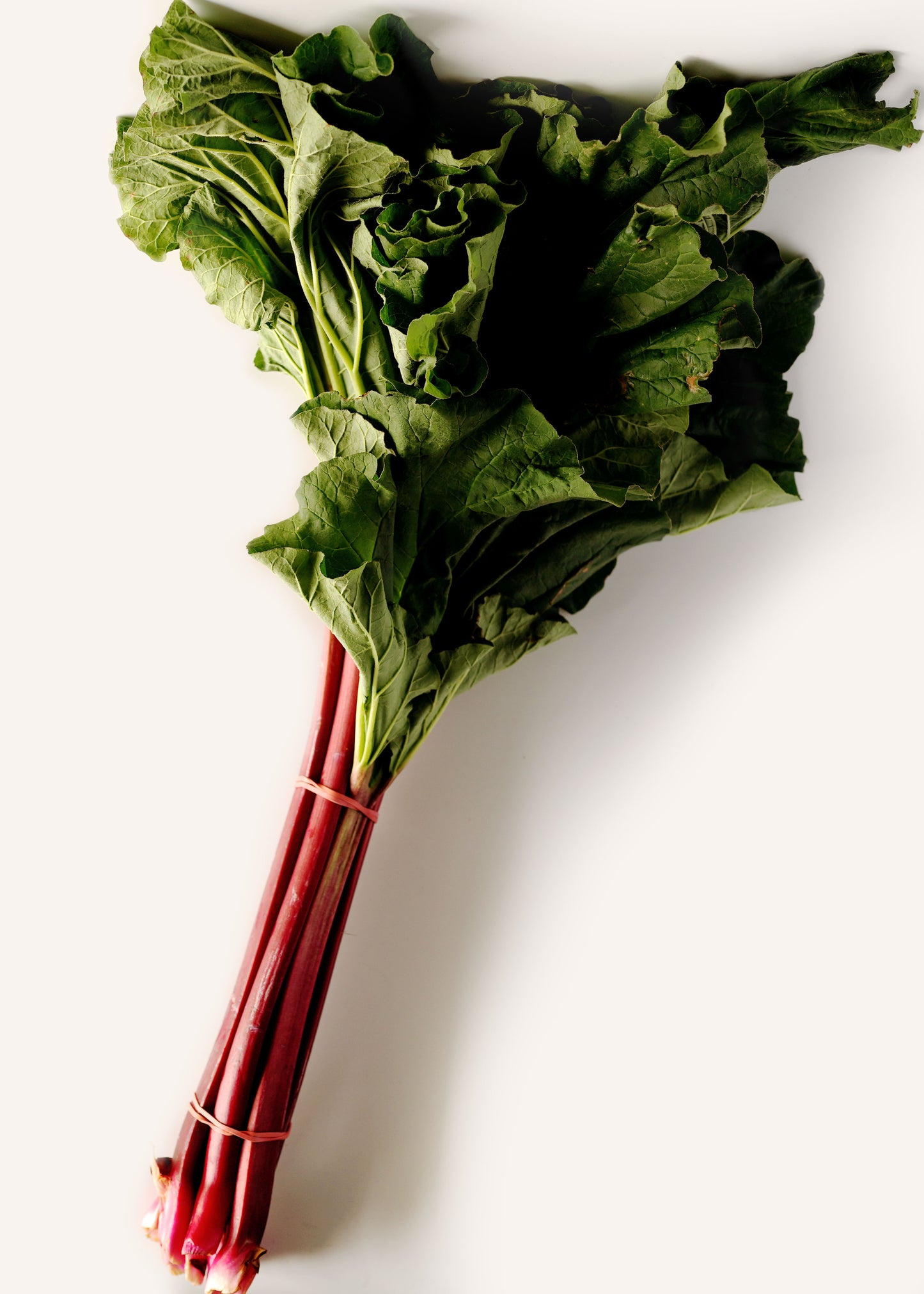 Rhubarb