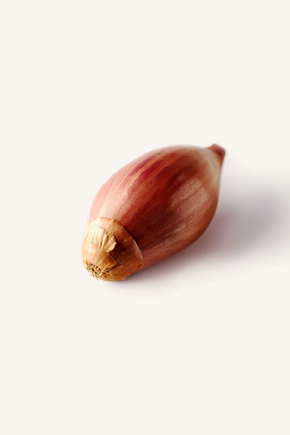 Shallot