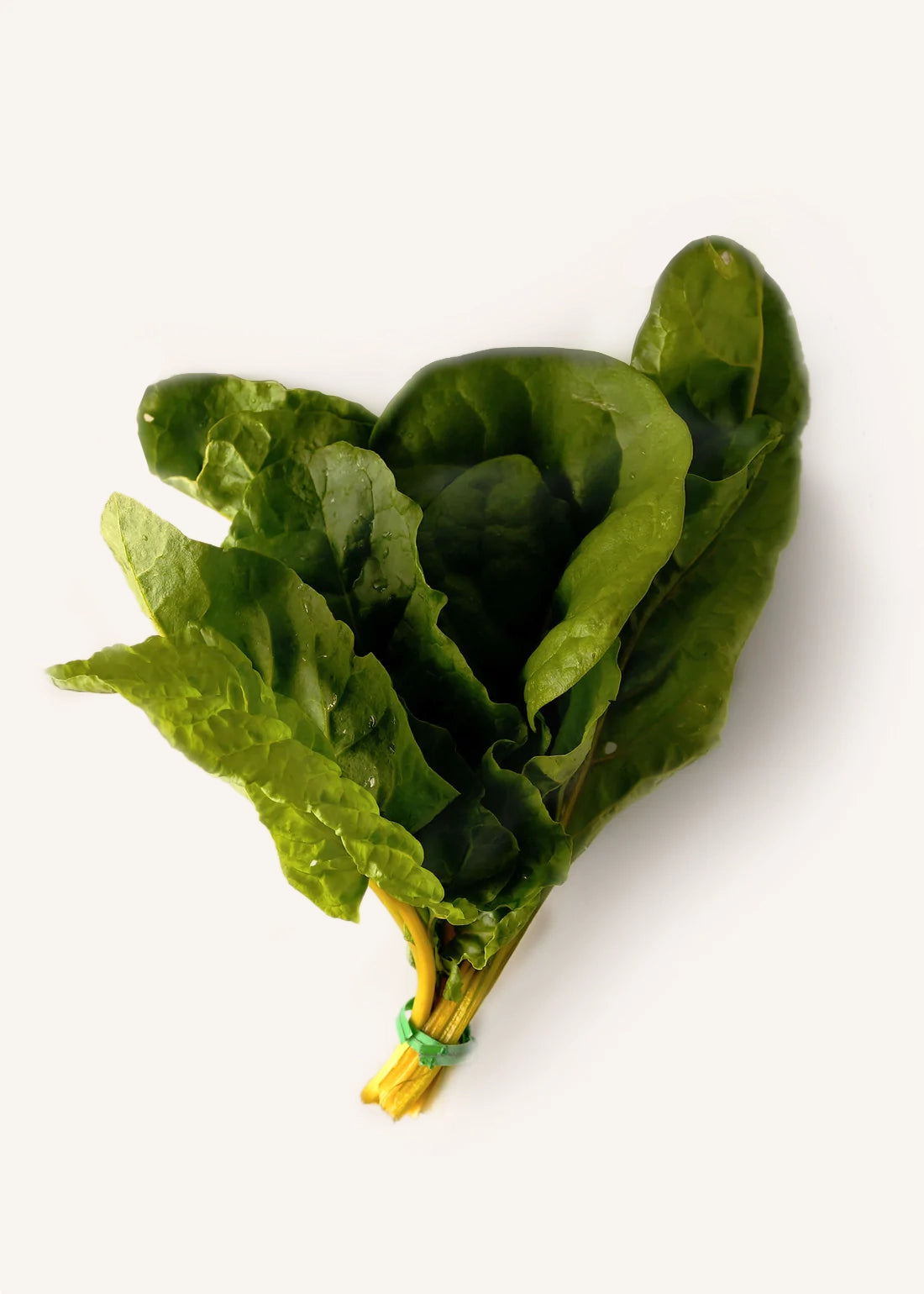 Swiss Chard