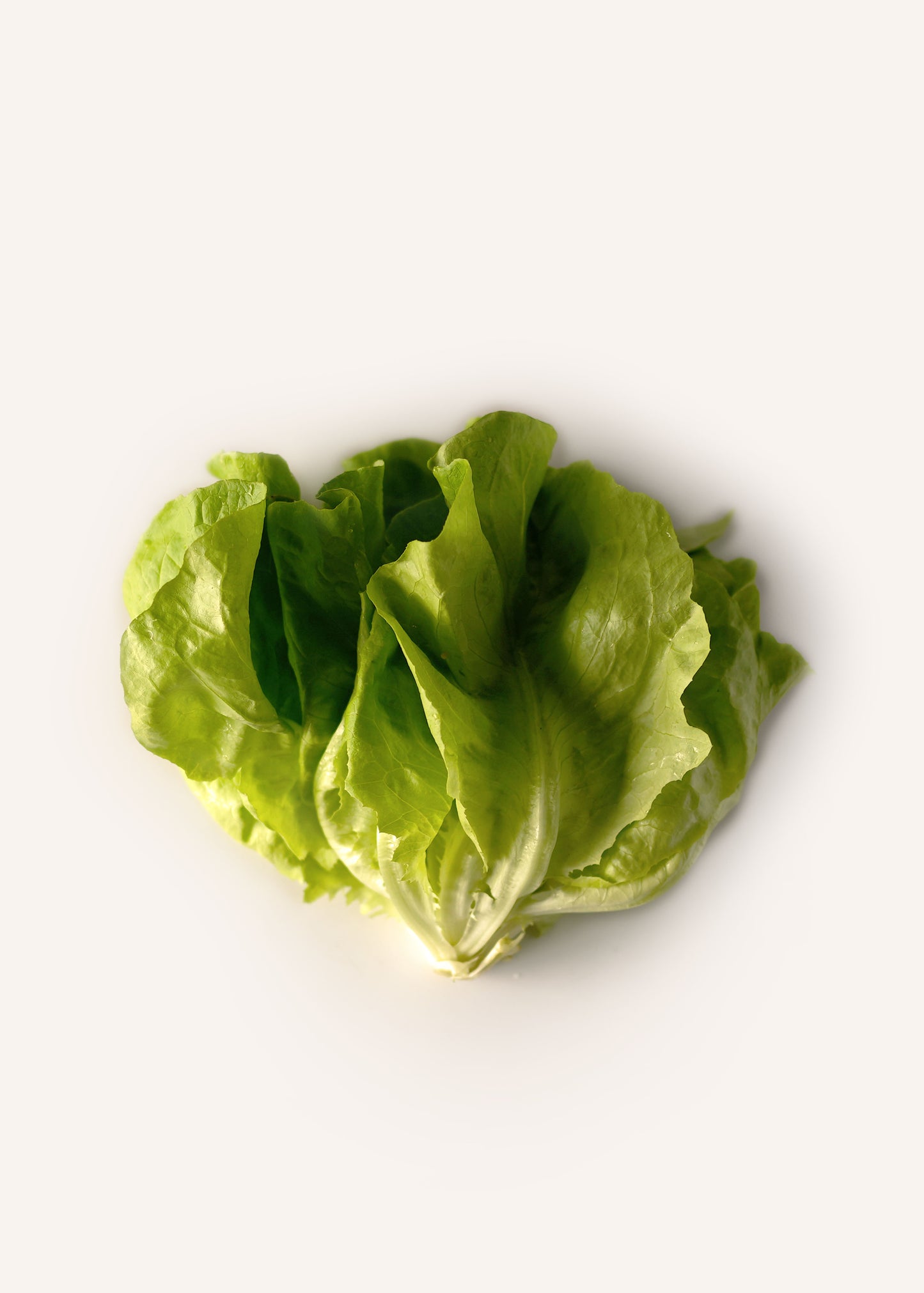 Butterhead Lettuce