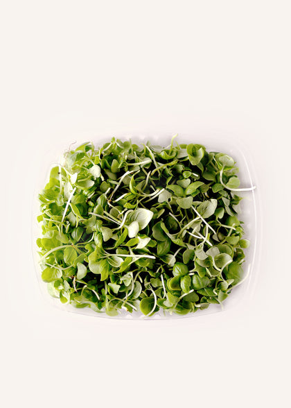 Radish Microgreens