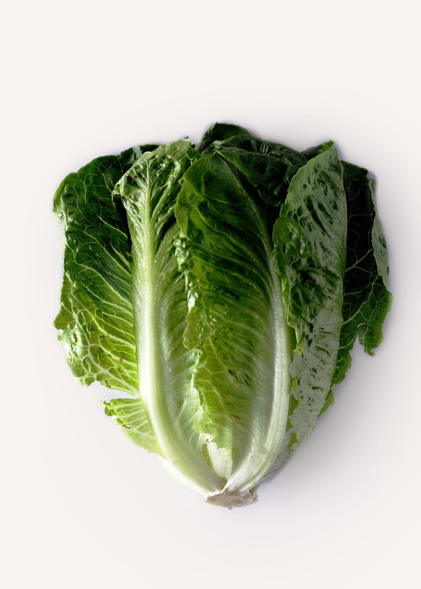 Romaine Lettuce